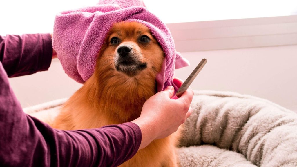 Dry Shampoo for Dogs: The Best Way to Keep Your Dog Clean and Smelling Great
