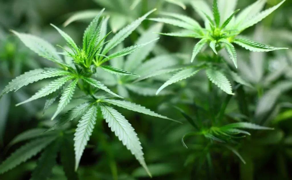 5 Benefits of Obtaining a Medical Marijuana Card