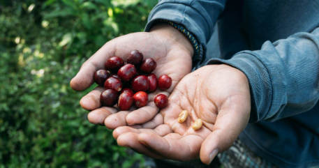 10 Indonesian Coffee Regions Every Coffee Lover Should Know