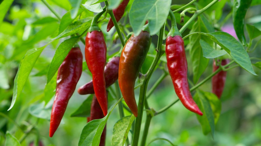 Various Types of Hot Peppers Available